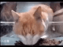 a close up of a cat 's face behind a glass .