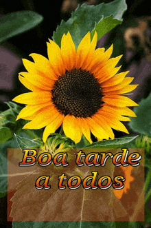 a picture of a sunflower with the words boa tarde a todos