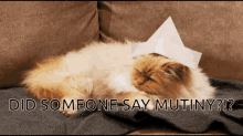 a cat laying on a couch with a paper boat on its head and the words " did someone say mutiny " below it