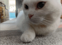 a close up of a white cat 's face and paws