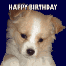 Dogs Happy Birthday Dogs Birthday Message GIF