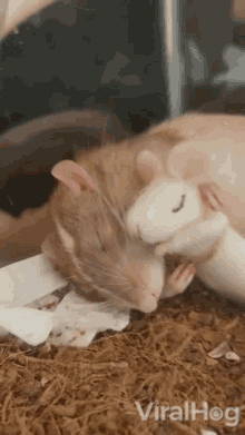 sleeping rat viralhog cuddles resting rat cute