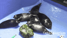 Baikal Seal Niko Seal GIF