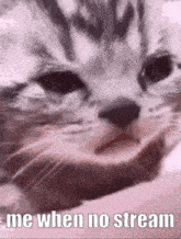 a close up of a cat 's face with a caption that says me when no stream