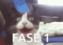 Cat Fase1 GIF - Cat Fase1 Surprised GIFs