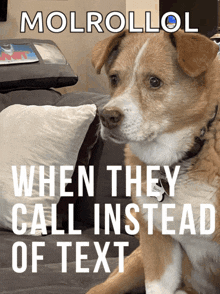 a brown and white dog is sitting on a couch with the words molrollol when they call instead of text below it