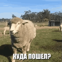 овца овечка животное куда пошел GIF - Sheep Lamb Animal GIFs
