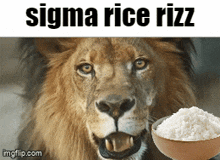 Sigma Rice GIF