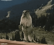 a groundhog is standing on its hind legs in front of a mountain and trees .
