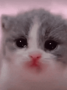 Stupid Crying Cat Kitty GIF