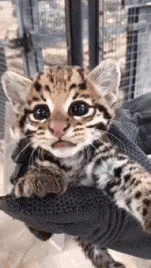ocelot baby kitten meow oce little