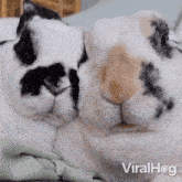 Cuddling Rabbits Viralhog GIF - Cuddling Rabbits Rabbit Viralhog GIFs