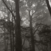 a black and white photo of a foggy forest .