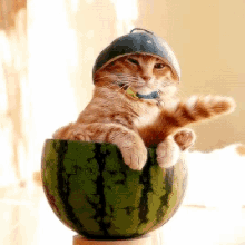 kitty watermelon