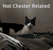 Chester Chester Thecat GIF - Chester Chester Thecat Marcellos Cat GIFs