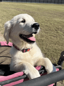 a white puppy in a pink stroller with its tongue hanging out