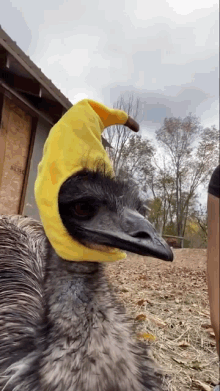 Emeu Banana GIF - Emeu Banana Animal GIFs