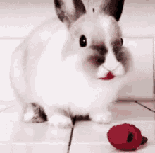 Bunny Eating GIF - Bunny Eating Raspberry GIFs