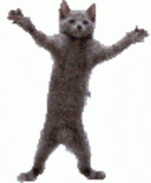 Cat Meme Dancing Bomboclat Cat GIF - Cat Meme Dancing Bomboclat Cat GIFs