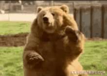 Bear Hi GIF - Bear Hi Hello GIFs