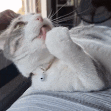a cat is laying on its back licking its paw .