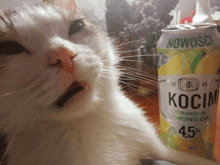Cat Piwo GIF - Cat Piwo GIFs