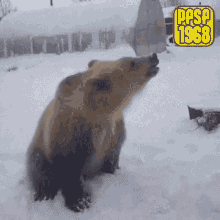 Pfsf1968 Bear GIF - Pfsf1968 Bear Snow GIFs