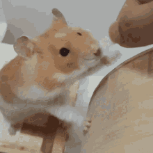 Hamster Pet GIF - Hamster Pet Cute GIFs
