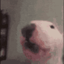 Talkpout Dog GIF