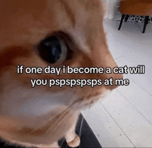 a close up of a cat with a caption that says if one day i become a cat will you pspspsps at me
