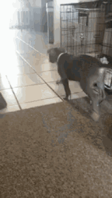 a dog is standing on its hind legs on a tiled floor in a room .