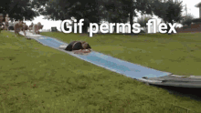 Perm Flex Gif Perm Flex GIF - Perm Flex Gif Perm Flex GIFs