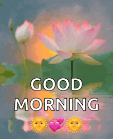 a good morning greeting with a lotus flower in the water