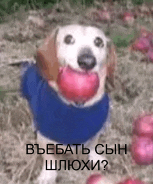 въбать сын шлюхи GIF