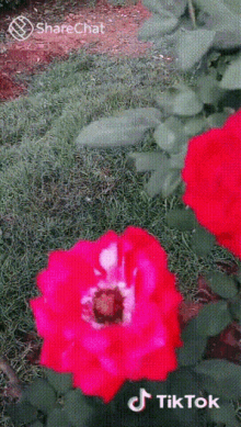 गुलाब बगीचा GIF - गुलाब बगीचा फूल GIFs