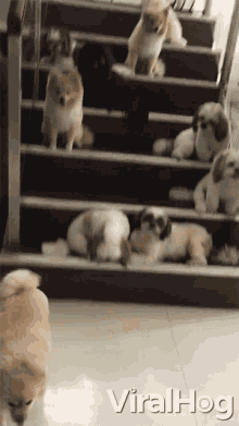 a bunch of small dogs are sitting on a set of stairs