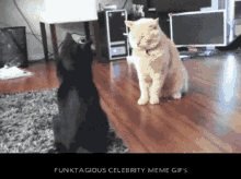 Cat Fight Smokey Knocked Out GIF - Cat Fight Smokey Knocked Out Meow Knockout GIFs