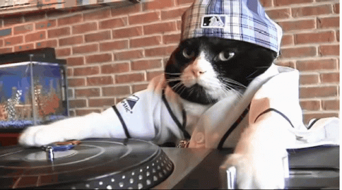 Cat Gato GIF - Cat Gato Funny - Discover & Share GIFs