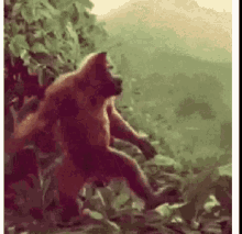 dance monkey dancing