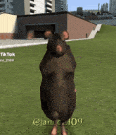 a rat is standing in a field with a tiktok watermark