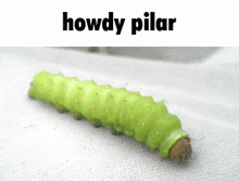 Welcome Home Howdy Pillar GIF - Welcome Home Howdy Pillar Welcome Home Puppet Show GIFs