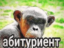 a chimpanzee is sitting in the grass and looking at the camera with a foreign language .