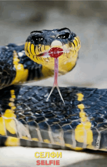 Selfie Snake GIF - Selfie Snake Filter GIFs