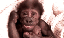 baby gorilla baby gorilla cute happy