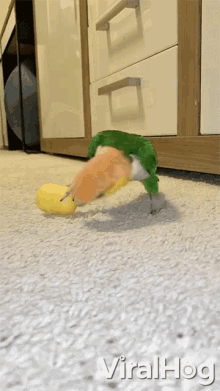 Playing Ball GIF - Playing Ball Caiques GIFs