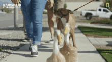 Walking With Animals Cesar Millan Better Human Better Dog GIF