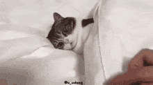 Stop Annoying GIF - Stop Annoying Cats GIFs