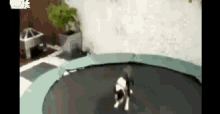 Trampoline Dog GIF - Trampoline Dog GIFs