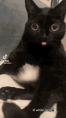 Bigfootjinx Cute Cat GIF - Bigfootjinx Cute Cat High GIFs