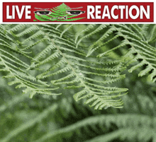 a picture of fern leaves with a live reaction logo above it
